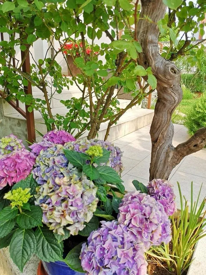 Guest house Apartments Aurora Porec